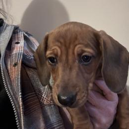 Dunkin - Red male Dachshund puppy in Boston, Kentucky from Boston Crossing
