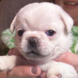 Jerry - White male Pug puppy in Morgantown, West Virginia from Groovy Pugs