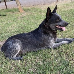 Australian Cattle Dogs from Dusty Boots Ranch