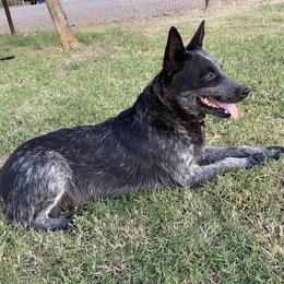 Australian Cattle Dogs from Dusty Boots Ranch