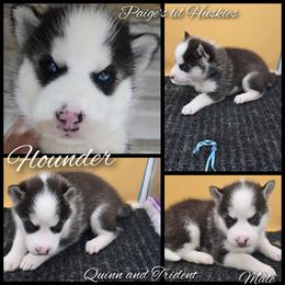Flounder - Black and white male Siberian Husky puppy in Bloomfield, Indiana from Paiges lil huskies