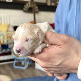 Aussiedoodle and Goldendoodle Puppies from Classic City Doodles