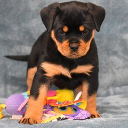 Daja - Black and mahogany female Rottweiler puppy in Catawissa, Pennsylvania from Sharp Ridge Rottweilers