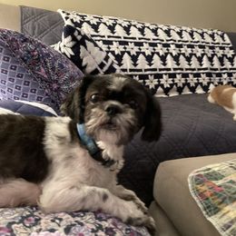 Annie - Shih Tzu