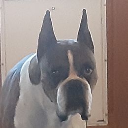 Boxer All Grown Up from Mircoa Boxers