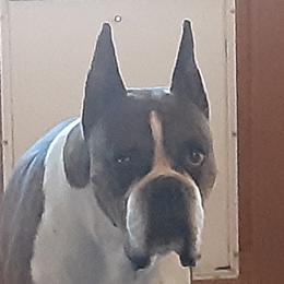 Boxer All Grown Up from Mircoa Boxers