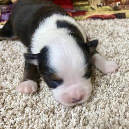 Black Tri-2 - Black tri female Miniature Australian Shepherd puppy in Ronan, Montana from Dirt Road Aussie’s of Montana