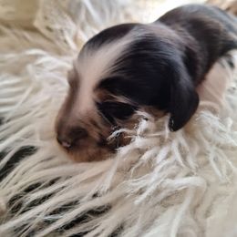 Blk n white 3 - Dapple female Dachshund puppy in Gordon, Georgia from Long Dogs Yellow Farm