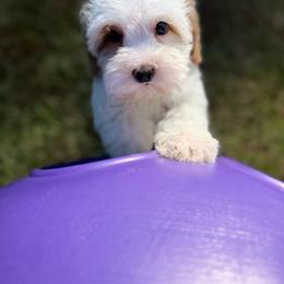 Popcorn - Caramel cream male Australian Labradoodle puppy in Calhoun, Louisiana from Arrowhead Australian Labradoodles