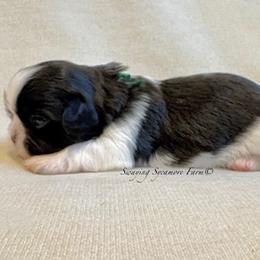 Black and White Male - SOLD - Black and white male Shih Tzu puppy in Waynetown, Indiana from Swaying Sycamore Farm