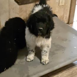 Tulula - White and black female Newfoundland puppy in Quaker City, Ohio from Country Magik