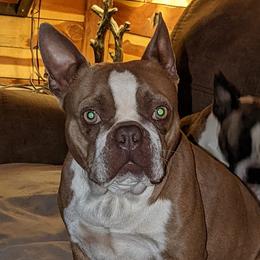 Diamond - Boston Terrier