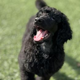 Poodle Puppies from Lingo Standard Poodles