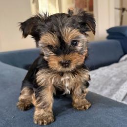 2nd Traditional Black Boy - Black and tan male Yorkshire Terrier puppy in North Las Vegas, Nevada from KD's Yorkshire Terriers