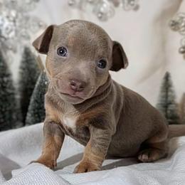 Pearl - Silver and white female Teddy Roosevelt Terrier puppy in Claremore, Oklahoma from Travelin' Man Terriers
