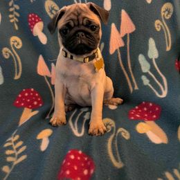 Pug Puppies from Lisa's Pugalicious Pugs