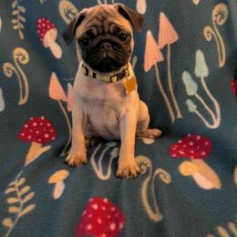 Pug Puppies from Lisa's Pugalicious Pugs