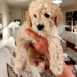 Butter - Apricot Goldendoodle puppy in Georgetown, Texas from Dolly Doodle’s Doodles