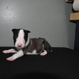 Dark brindle and white male - Brindle and white male Miniature Bull Terrier puppy in Fontana, California from JLB Beagles & MBT