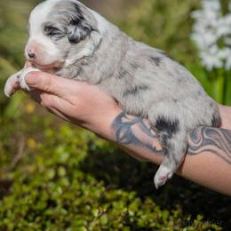 Lily - Blue merle female Miniature Australian Shepherd puppy in Grants Pass, Oregon from Woodwind Miniatures
