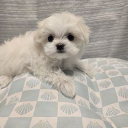Frosty the Snow Man - White male Maltese puppy in Washington from Mt.BakerPoodles&Doodles