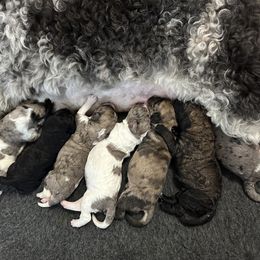 Saint Berdoodle puppies from Myt fine doodles