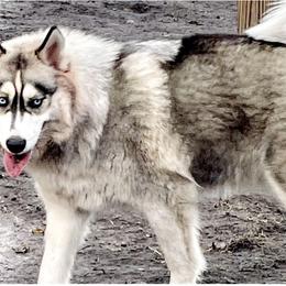 Daisy - Siberian Husky