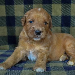 Boy 2 - male Goldendoodle puppy in Macedon, New York from Toodles Goldendoodles