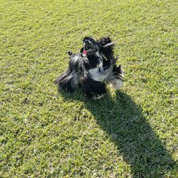 Cocker Spaniel Puppies from Troy’s Cockers