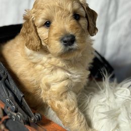 French Bulldog, Goldendoodle, and Golden Retriever Puppies from SoCalFamilyFrenchies, Doodles and more
