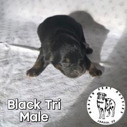Usher - Black tri male Miniature Australian Shepherd puppy in Jaroso, Colorado from Heaven Sent Aussies