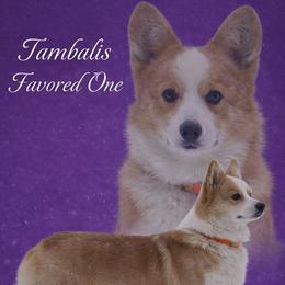 Oniee - Pembroke Welsh Corgi