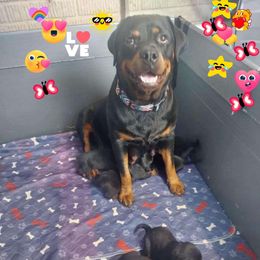 Bella - Rottweiler