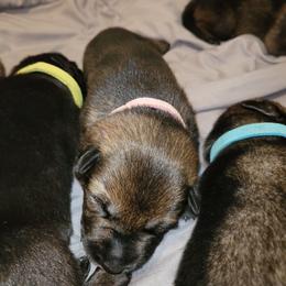 Ziva (Pink female) - Sable female German Shepherd puppy in Winchester, Kentucky from Del Lago Canine