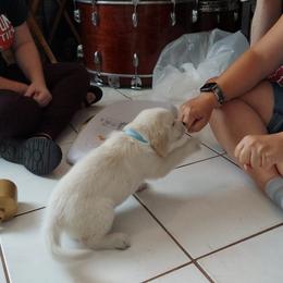 Golden Retriever Puppies from Danielle Kemper