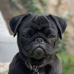 Olive - Pug
