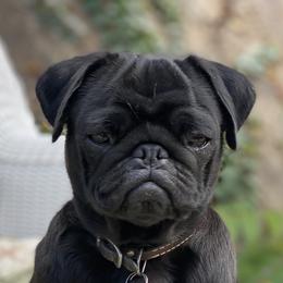 Olive - Pug