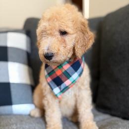 Black - Apricot male Goldendoodle puppy in Spring, Texas from The Doodle Den