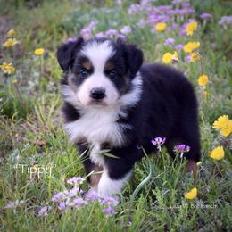 Tippy - Black tri female Miniature Australian Shepherd puppy in Evant, Texas from Lazy VT Bar Ranch