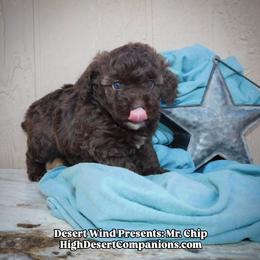 Mr. Chip - Sable male Aussiedoodle puppy in Dolan Springs, Arizona from High Desert Companions