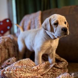 Ruby - Yellow female Labrador Retriever puppy in Sweet Home, Oregon from Knotty Creek Labradors
