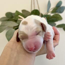 Maple - Apricot female Goldendoodle puppy in S AI Nt John, Indiana from Lulu's Goldendoodles