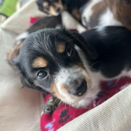 Snickers - Piebald male Dachshund puppy in Marseilles, Illinois from Zacha’s Doxie House