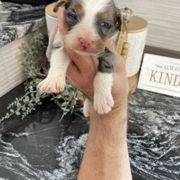 Lily - Blue merle female Bernedoodle puppy in Holtwood, Pennsylvania from Country Ridge Puppies