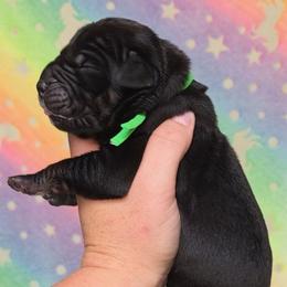 Black tan or brindle point green - Black male Great Dane puppy in Port Clinton, Ohio from LakeSide Danes