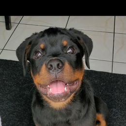 Rottweiler Puppies from Iron Clad Rottweiler