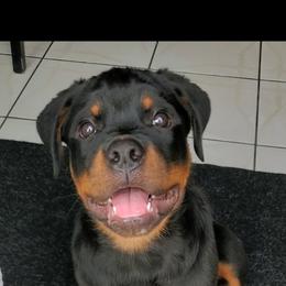 Rottweiler Puppies from Iron Clad Rottweiler