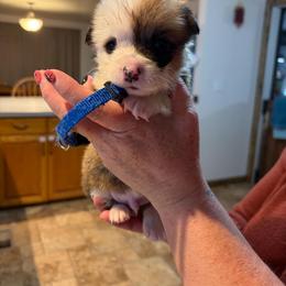 Eleven - White and red male Pembroke Welsh Corgi puppy in Olathe, Colorado from Rocking LJ Breeding