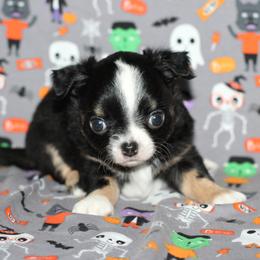 Onyx 2,700 - Black and tan male Chihuahua puppy in Cache, Oklahoma from Charming Lil Chihuahuas