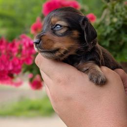 Champion bred Blue - Red male Dachshund puppy in Danbury, New Hampshire from Maplewood Mountain Farm